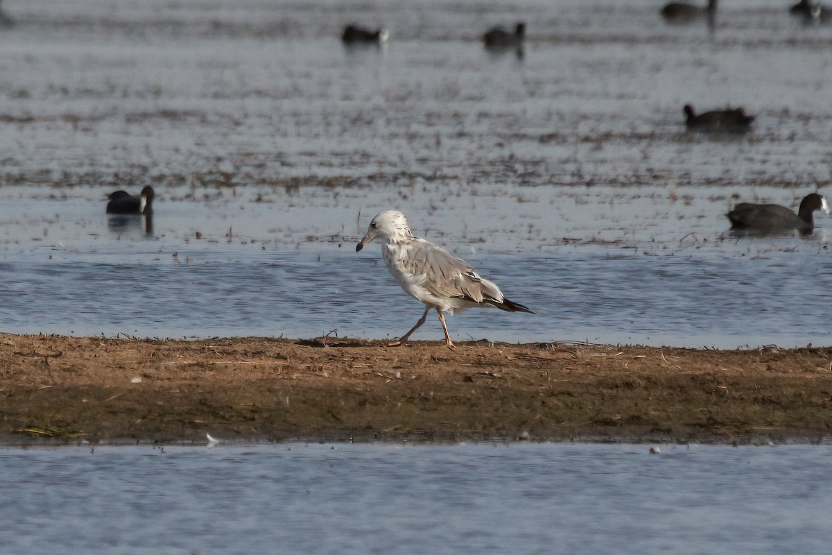 小黑背鷗 - ML629497915
