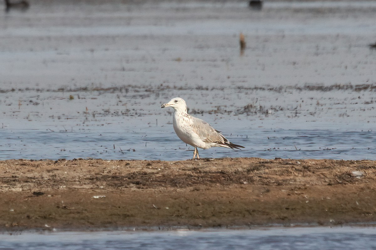 小黑背鷗 - ML629497916