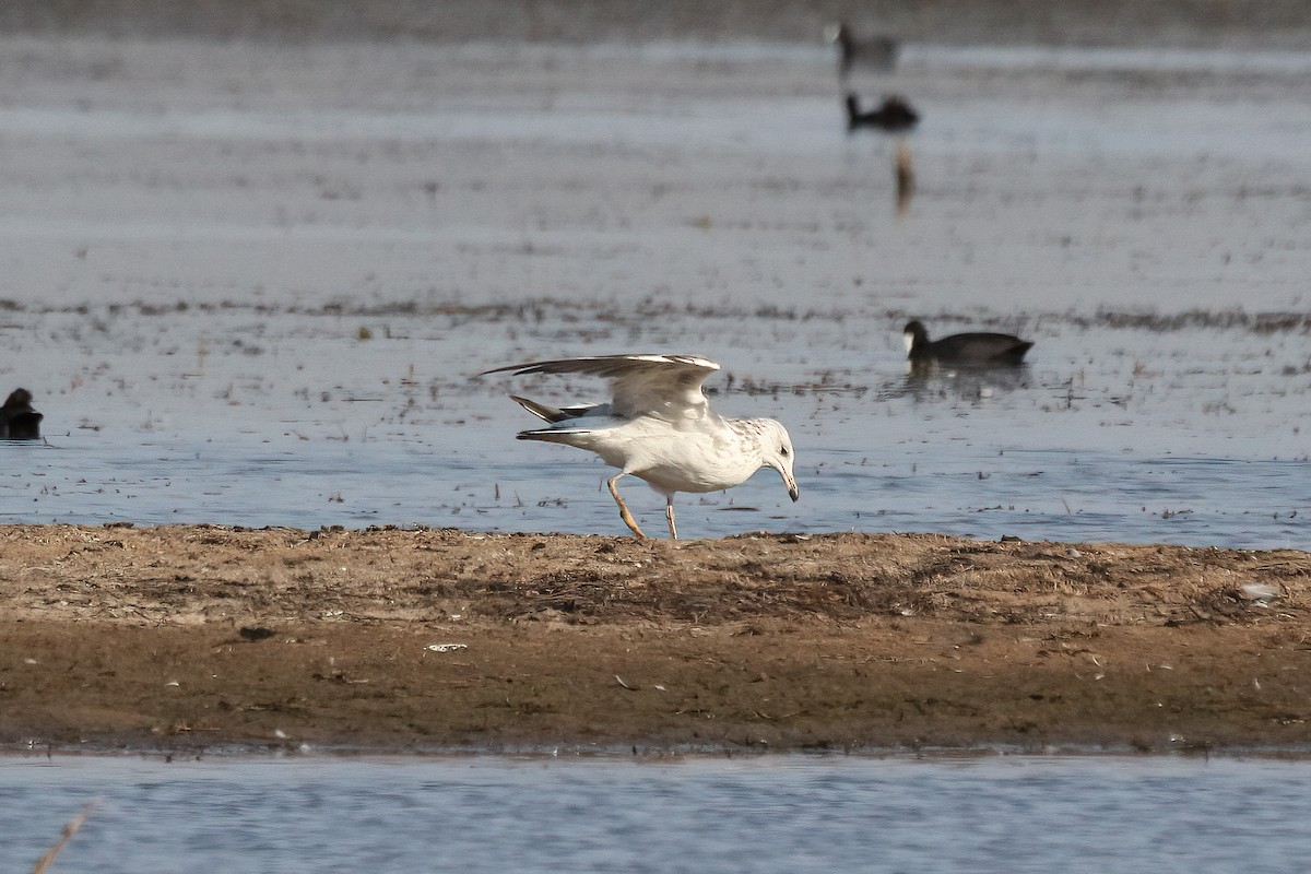 小黑背鷗 - ML629497917