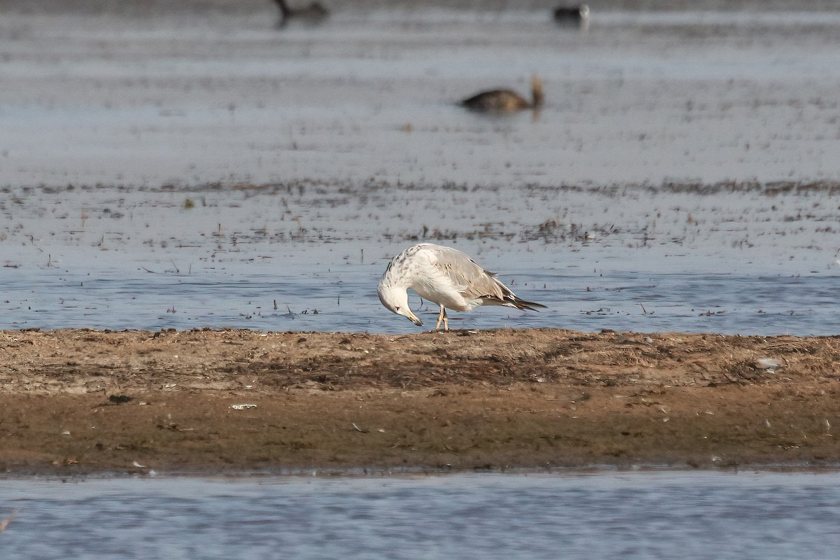 小黑背鷗 - ML629497918
