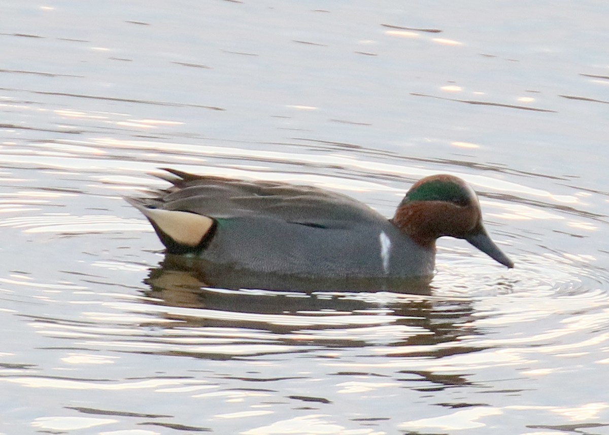 čírka obecná (ssp. carolinensis) - ML629497919
