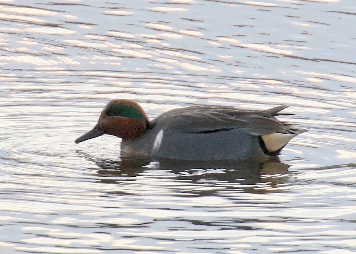 čírka obecná (ssp. carolinensis) - ML629497920