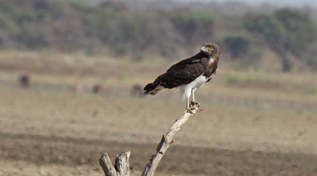 Black-chested Snake-Eagle - ML629497926