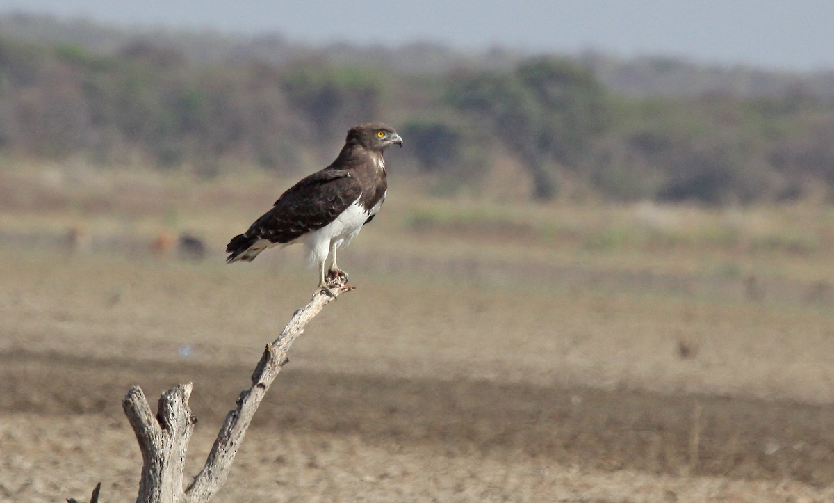 Black-chested Snake-Eagle - ML629497927