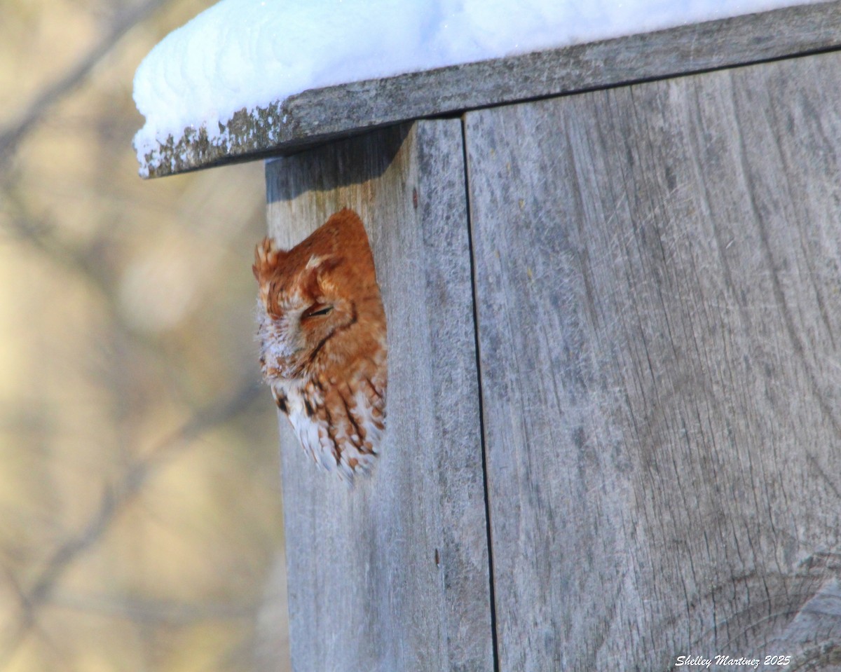 Eastern Screech-Owl - ML629497944