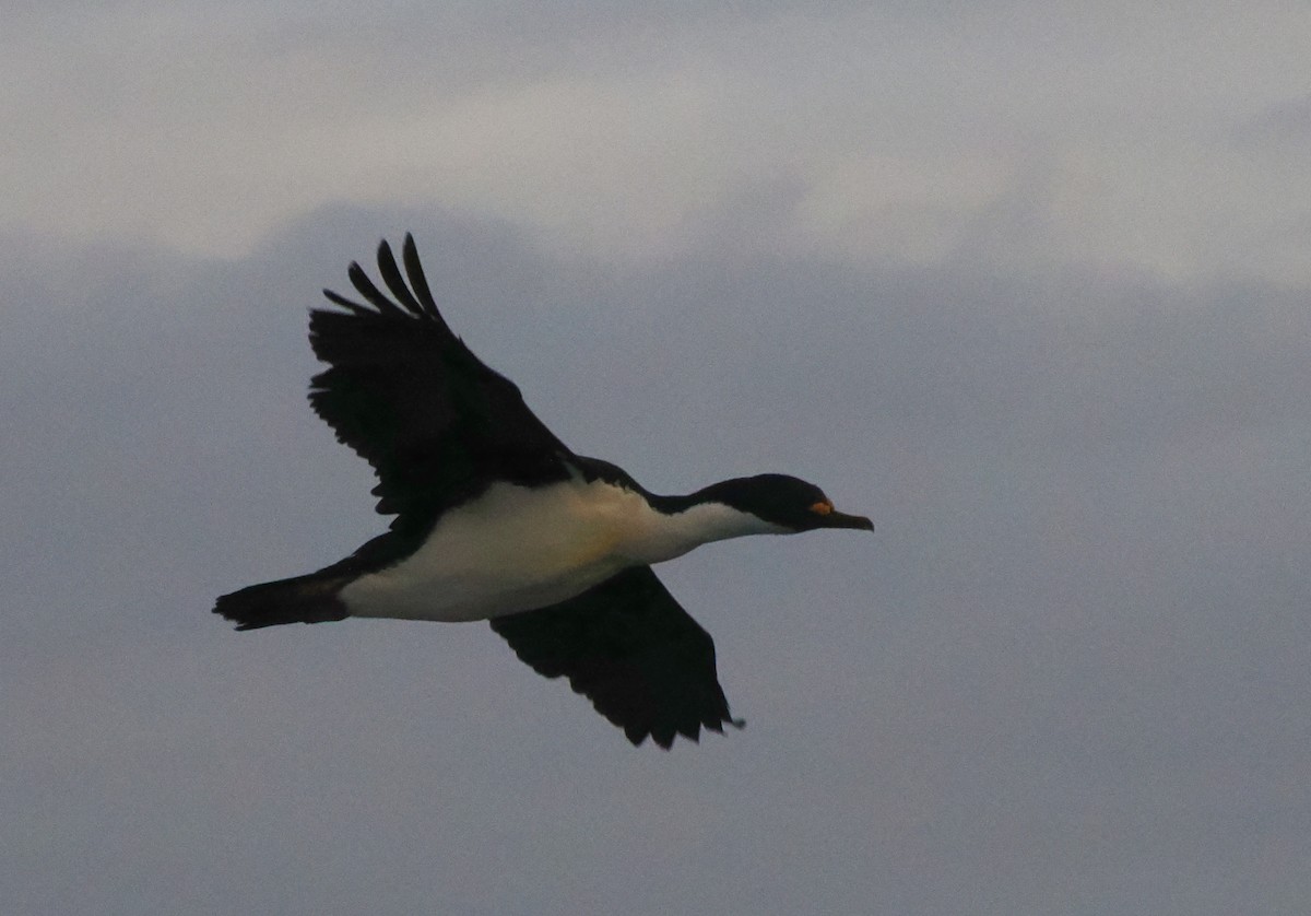 Macquarie Shag - ML629497969