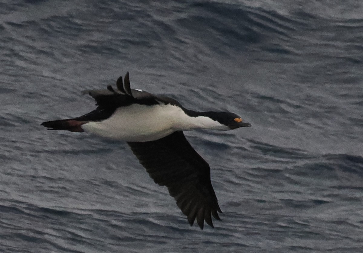 Macquarie Shag - ML629498183