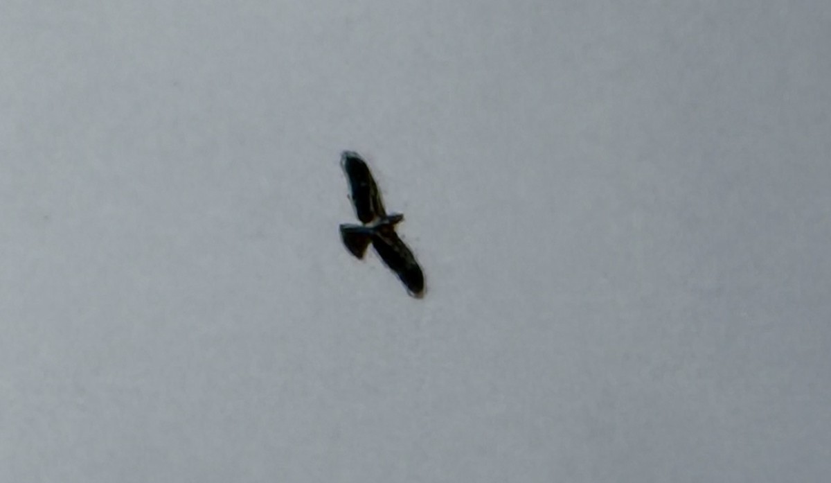 Booted Eagle - ML629498346