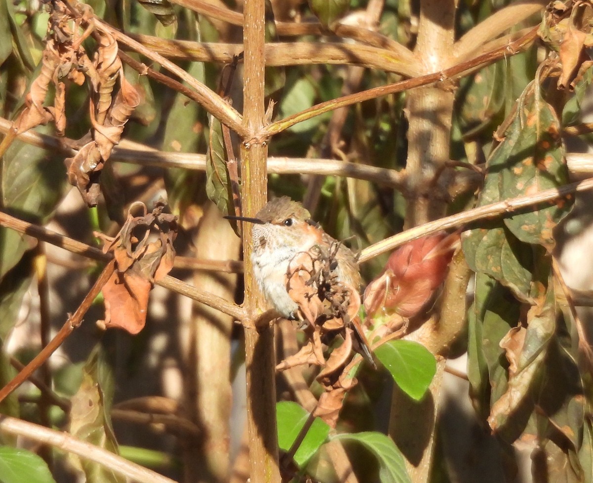 Selasphorus sp. - ML629498372