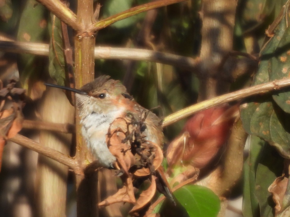Selasphorus sp. - ML629498386