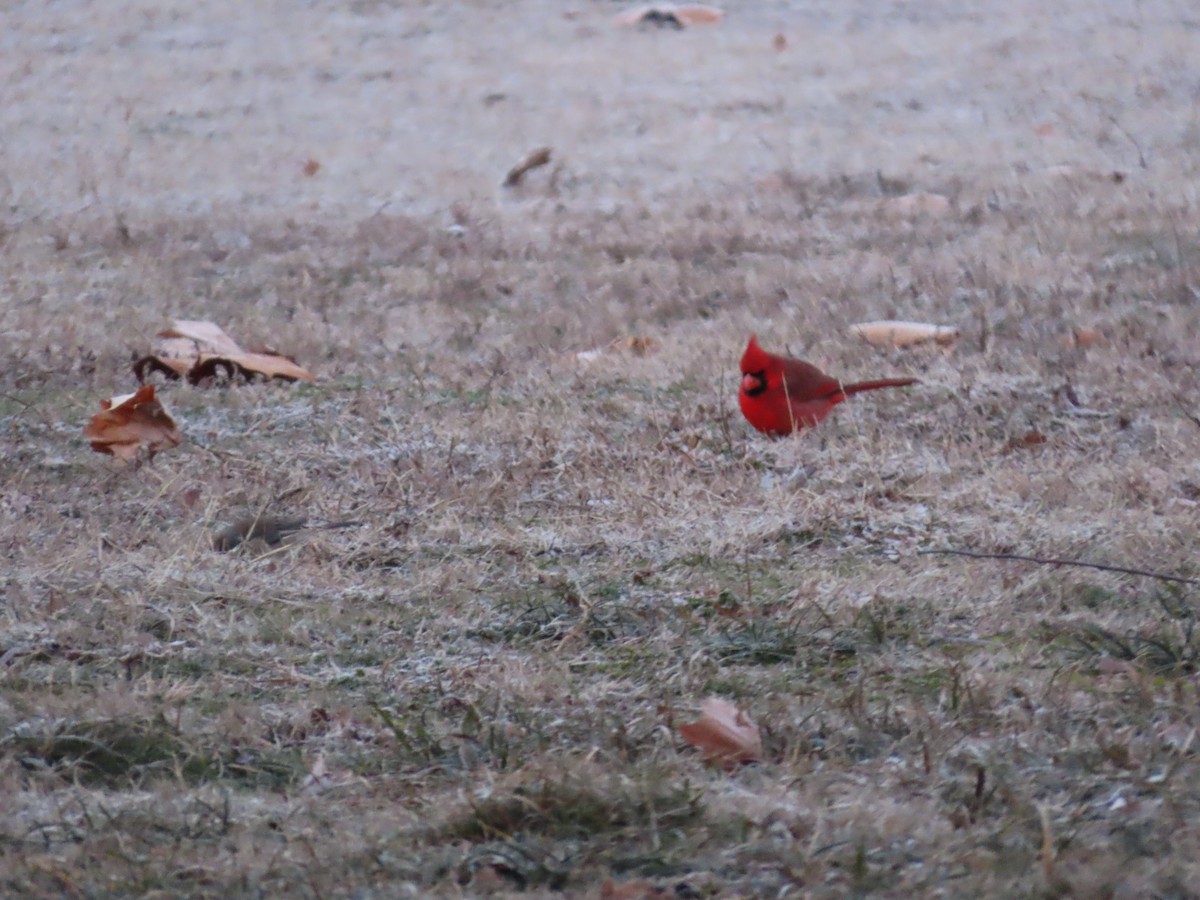 Northern Cardinal - ML629498639