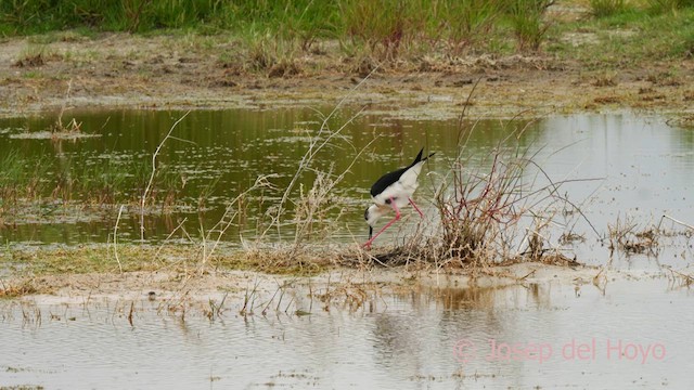 Black-winged Stilt - ML629498843