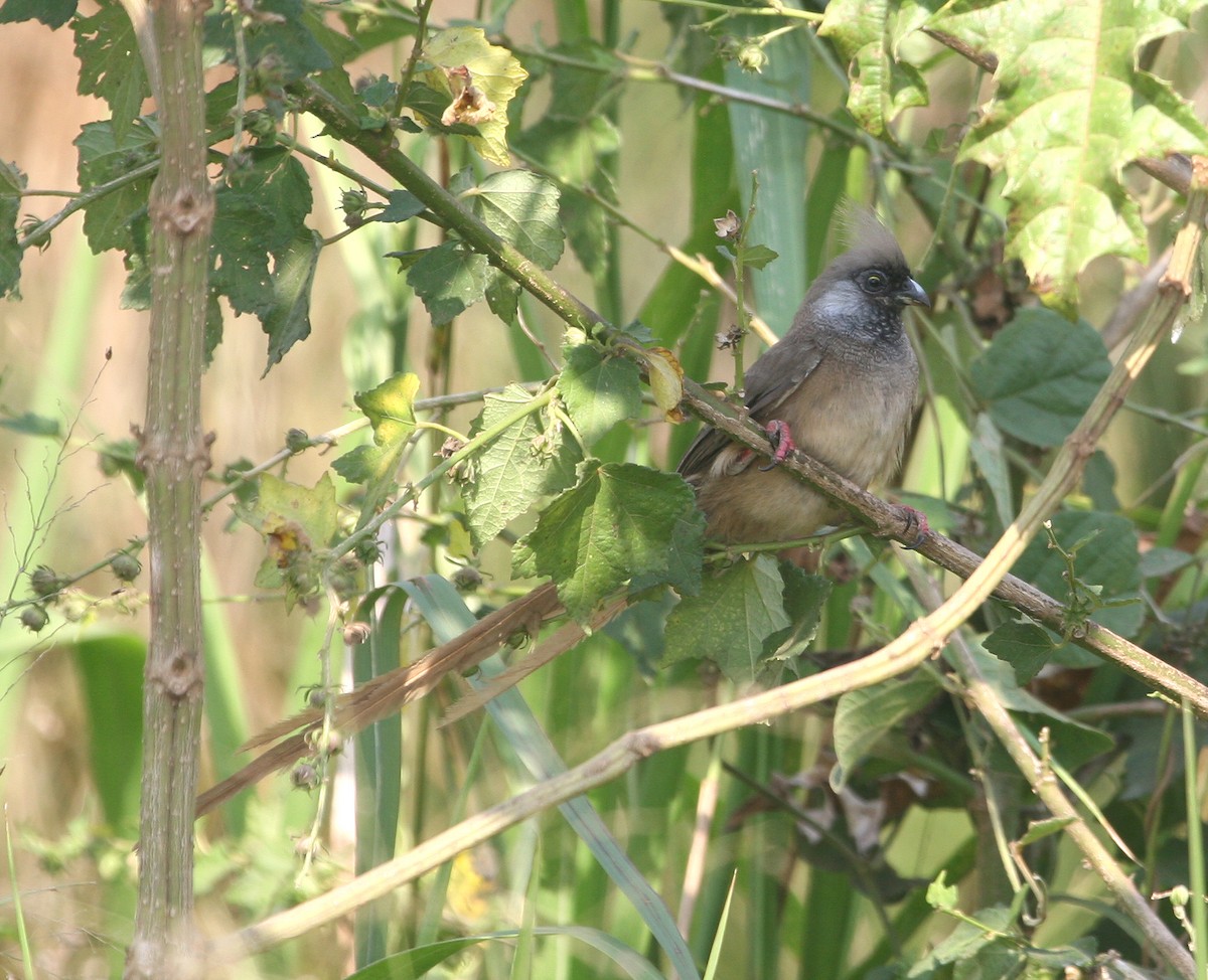 Speckled Mousebird - ML629499135