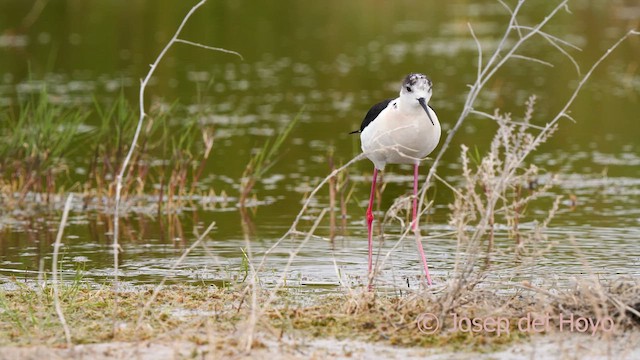 Black-winged Stilt - ML629499577
