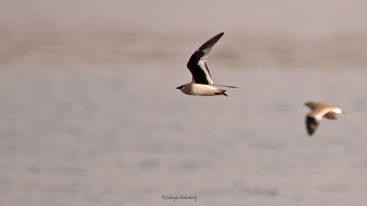 Small Pratincole - ML629499754