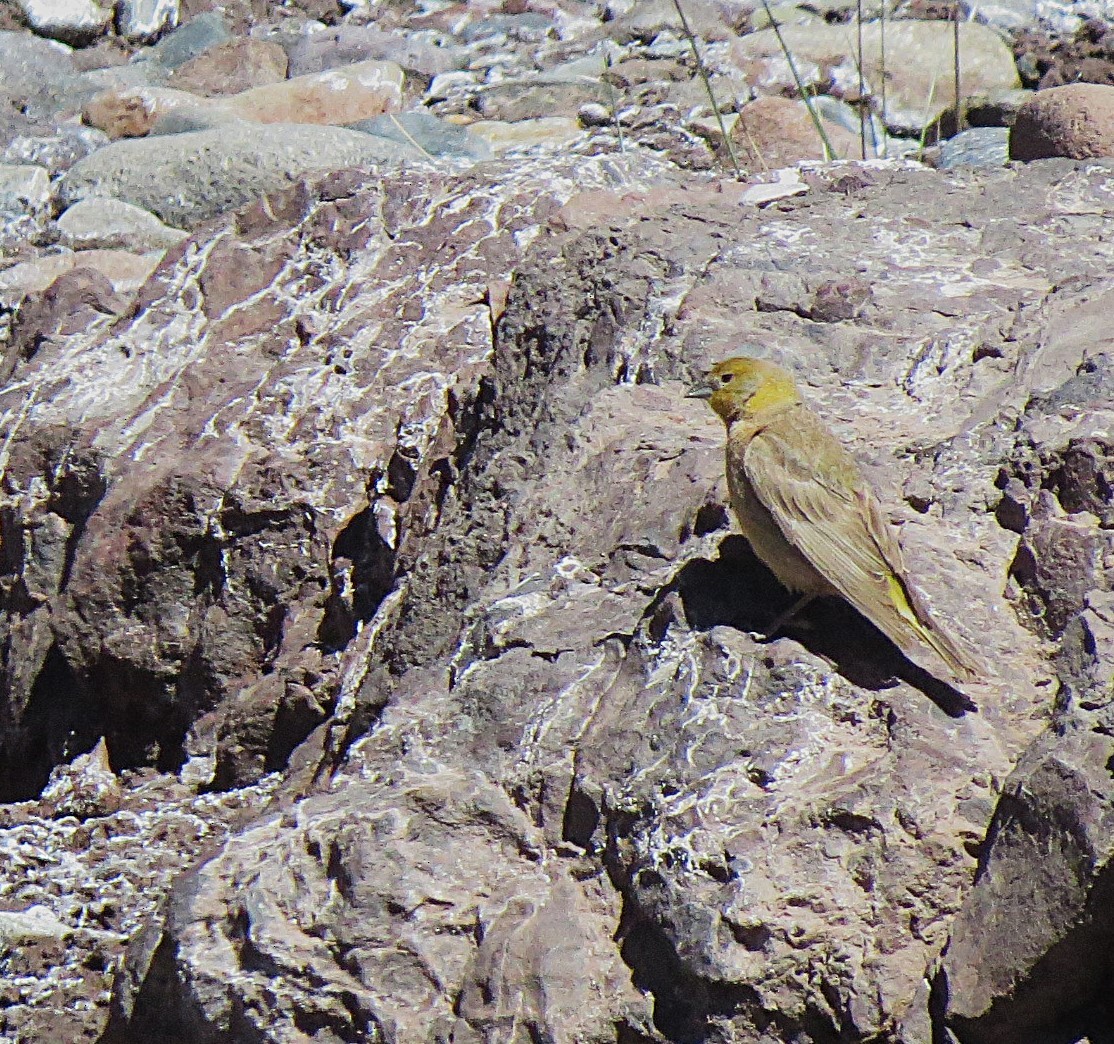 Greater Yellow-Finch - ML629499858