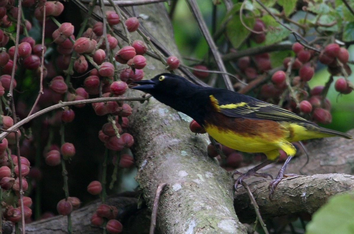 Weyns's Weaver - ML629499914