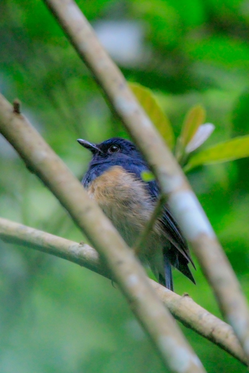 Blue-breasted Blue Flycatcher - ML629500041