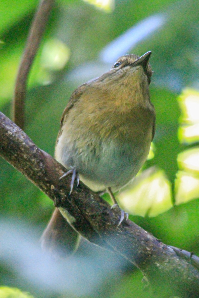 Blue-breasted Blue Flycatcher - ML629500047