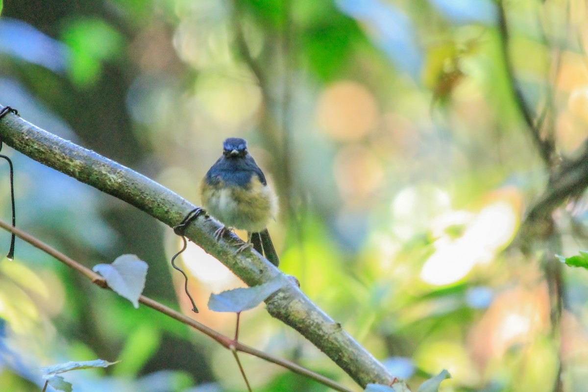 Blue-breasted Blue Flycatcher - ML629500048