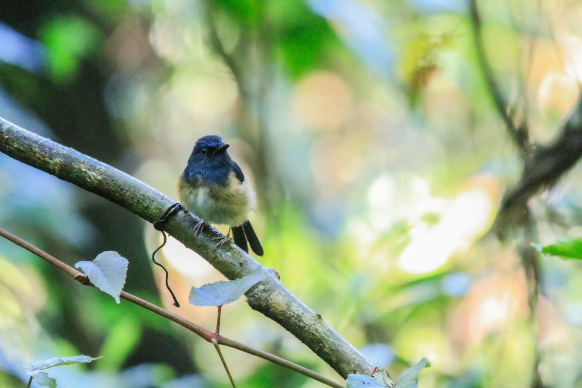 Blue-breasted Blue Flycatcher - ML629500049
