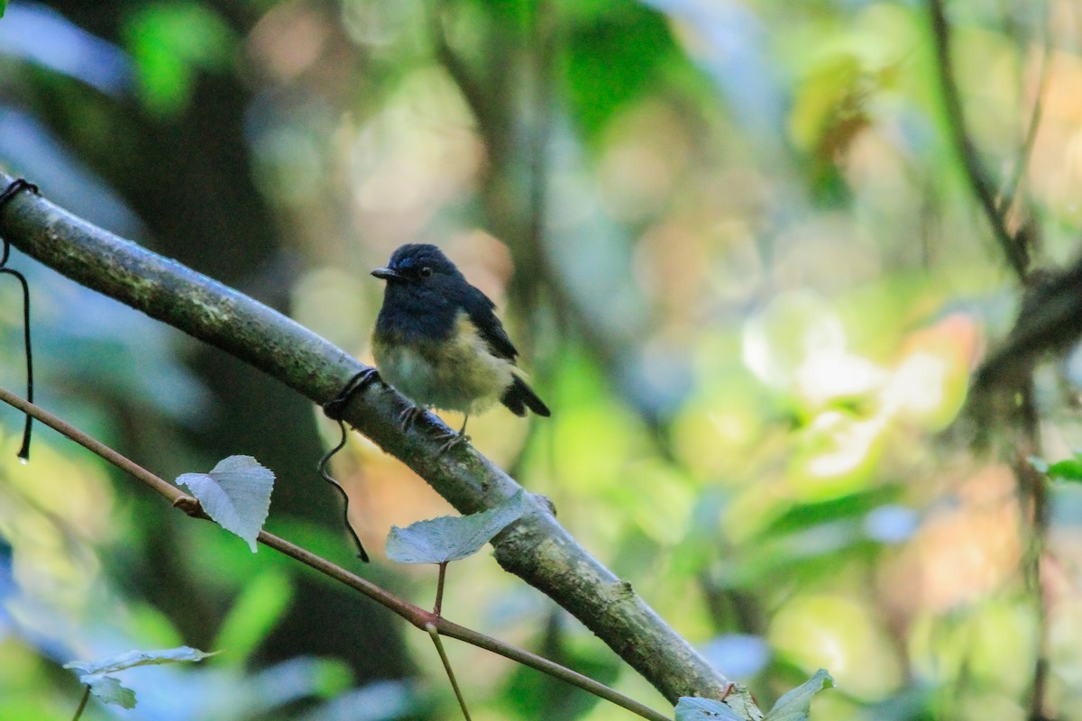 Blue-breasted Blue Flycatcher - ML629500050