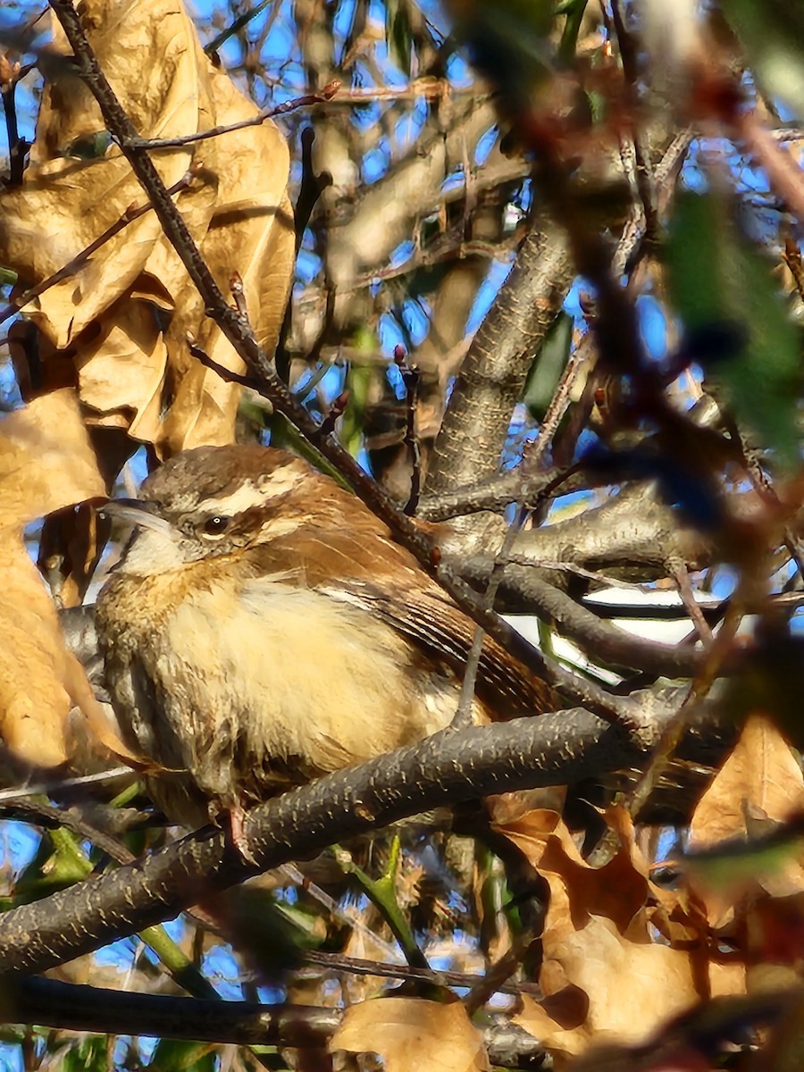 Carolina Wren - ML629500147