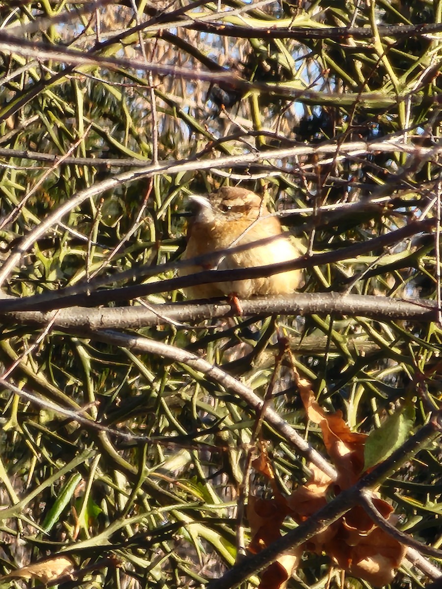 Carolina Wren - ML629500148