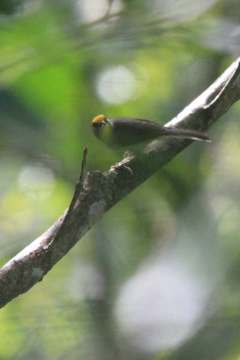 Golden-crowned Babbler - ML629500208