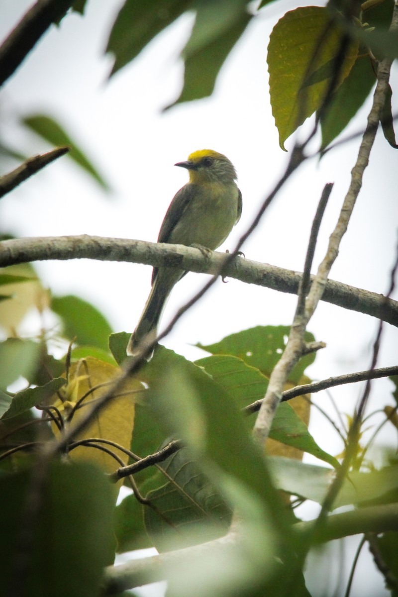 Golden-crowned Babbler - ML629500209