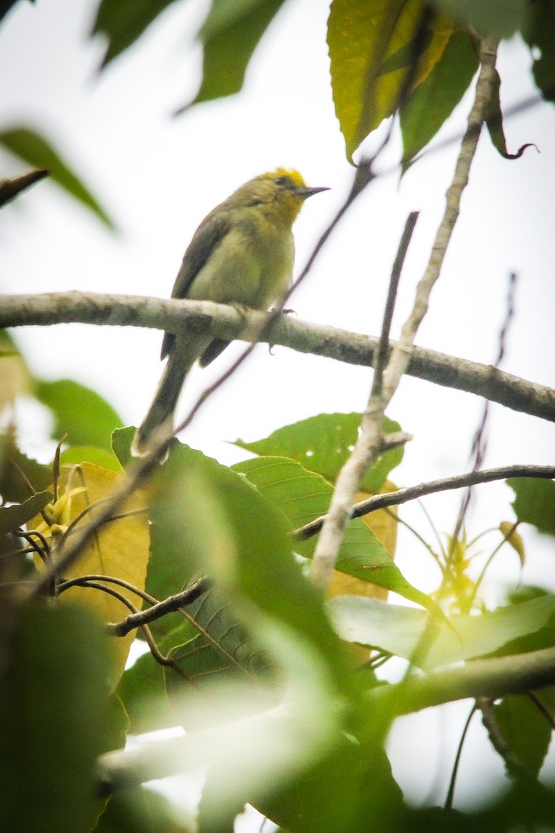 Golden-crowned Babbler - ML629500210