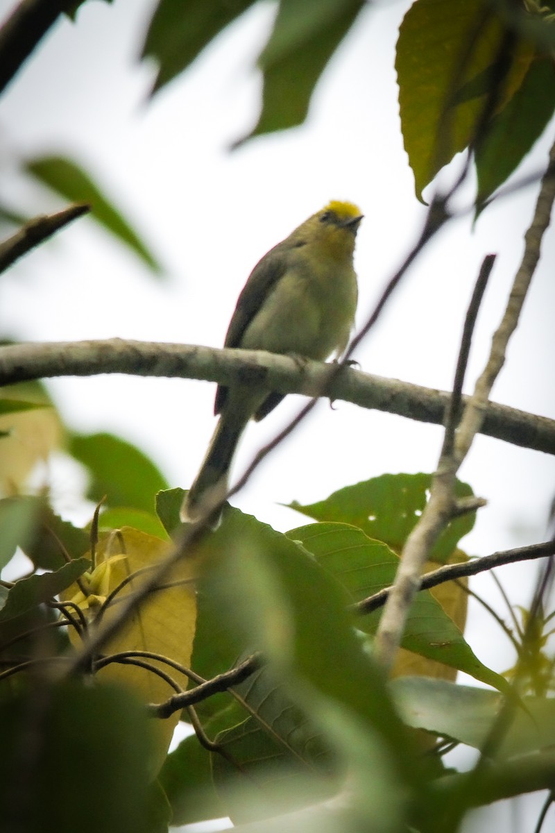 Golden-crowned Babbler - ML629500211