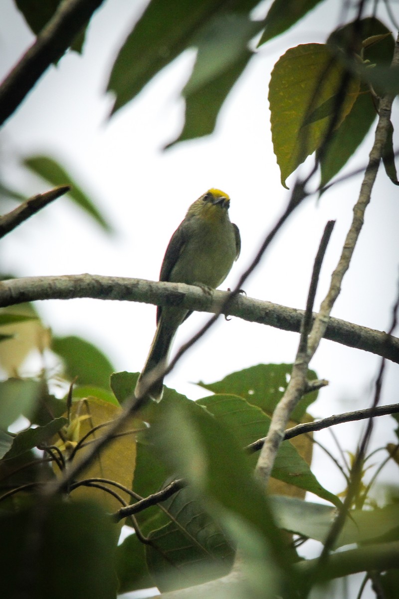 Golden-crowned Babbler - ML629500212