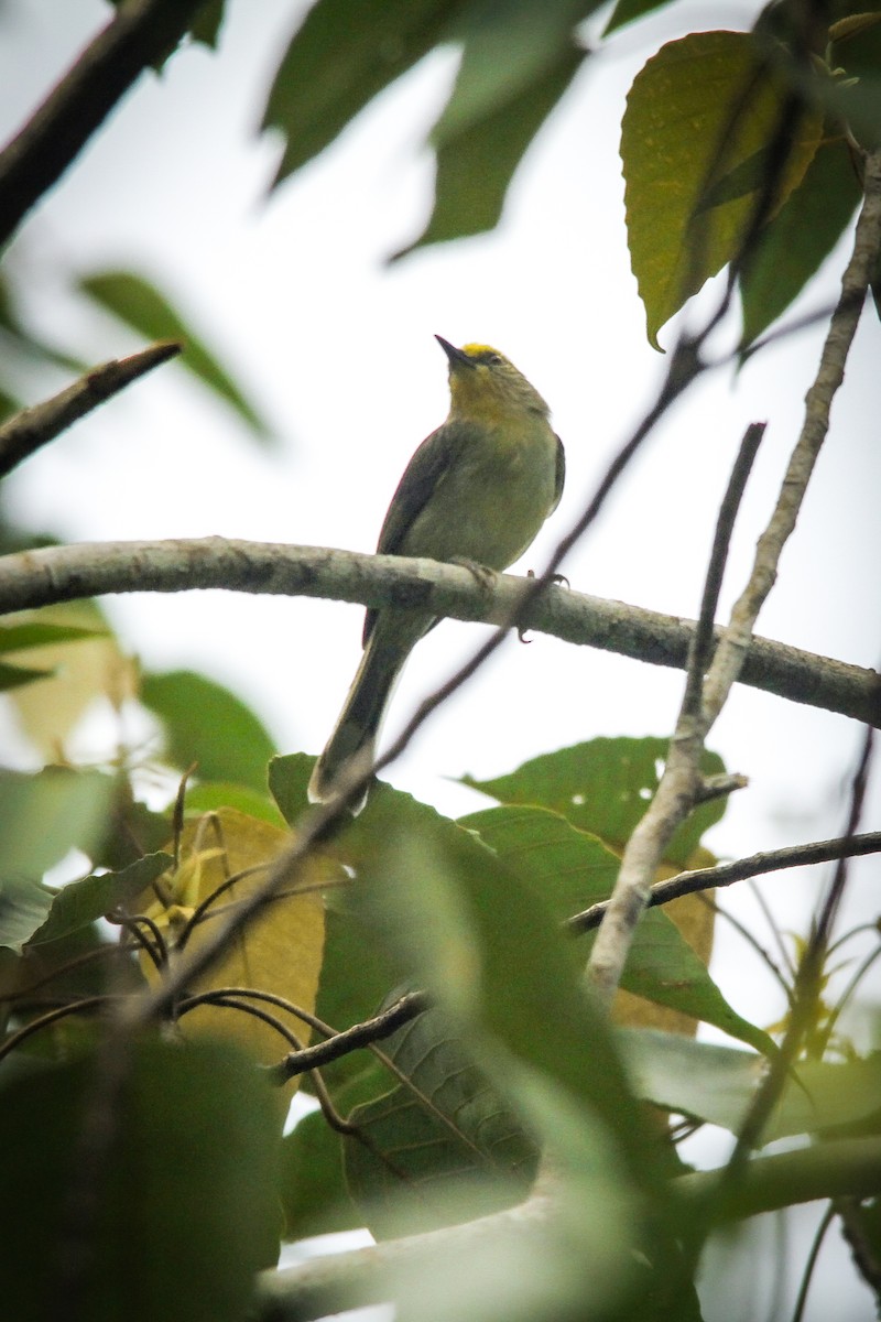 Golden-crowned Babbler - ML629500213