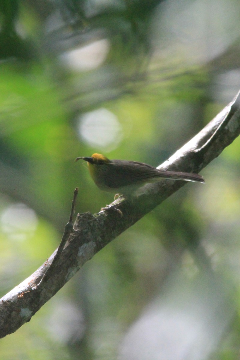 Golden-crowned Babbler - ML629500214