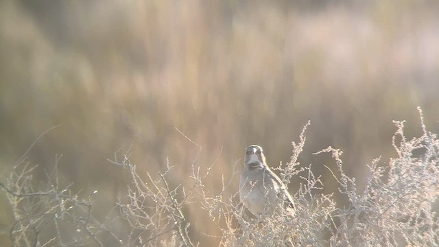 LeConte's Thrasher - ML629500447