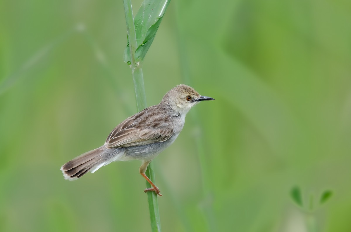White-tailed Cisticola - ML629500470