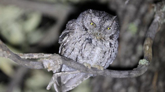 ヒゲコノハズク - eBird