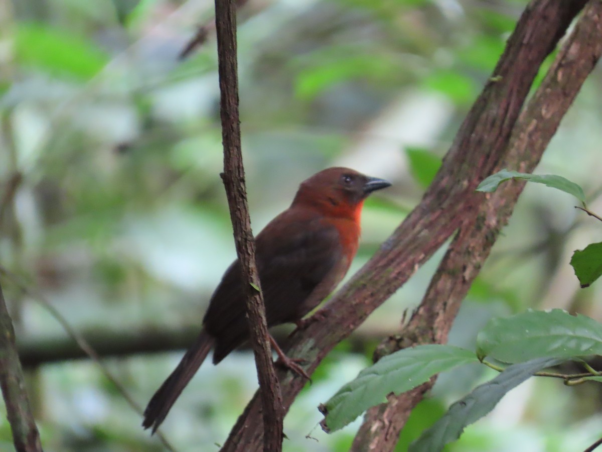 Red-throated Ant-Tanager - ML629500547