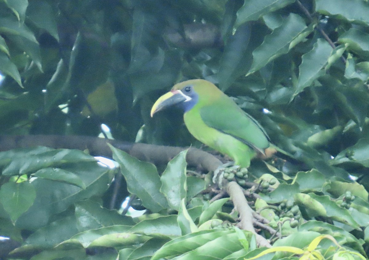 Northern Emerald-Toucanet - ML629500576
