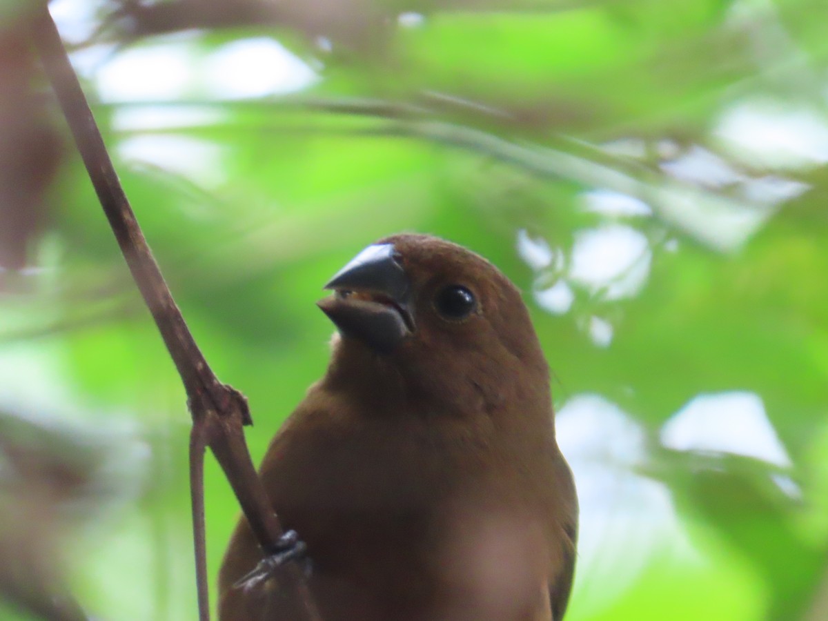 Thick-billed Seed-Finch - ML629500586