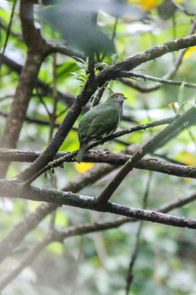 Cream-breasted Fruit-Dove - ML629500620