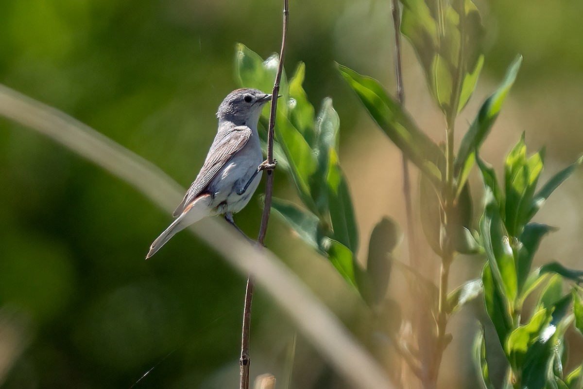 Lucy's Warbler - ML629500916