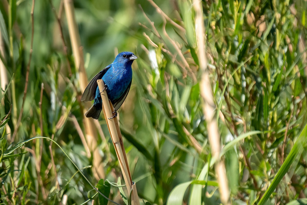 Indigo Bunting - ML629500921
