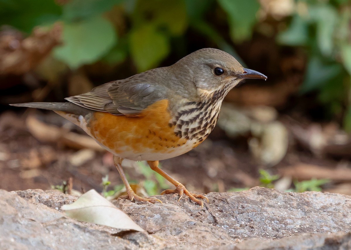 Gray-backed Thrush - Ayuwat Jearwattanakanok