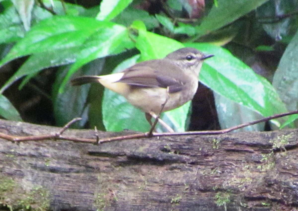 Buff-rumped Warbler - ML629501485