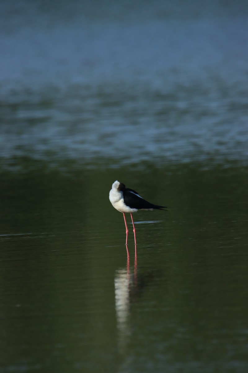 Black-winged Stilt - ML629501543