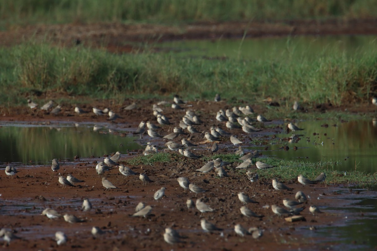Small Pratincole - ML629501557