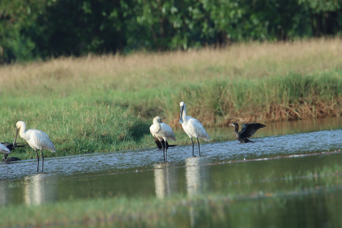 Eurasian Spoonbill - ML629501561