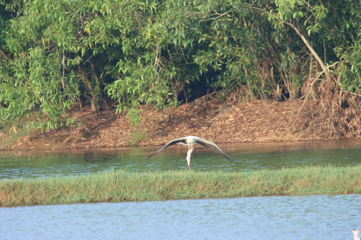 White-bellied Sea-Eagle - ML629501577